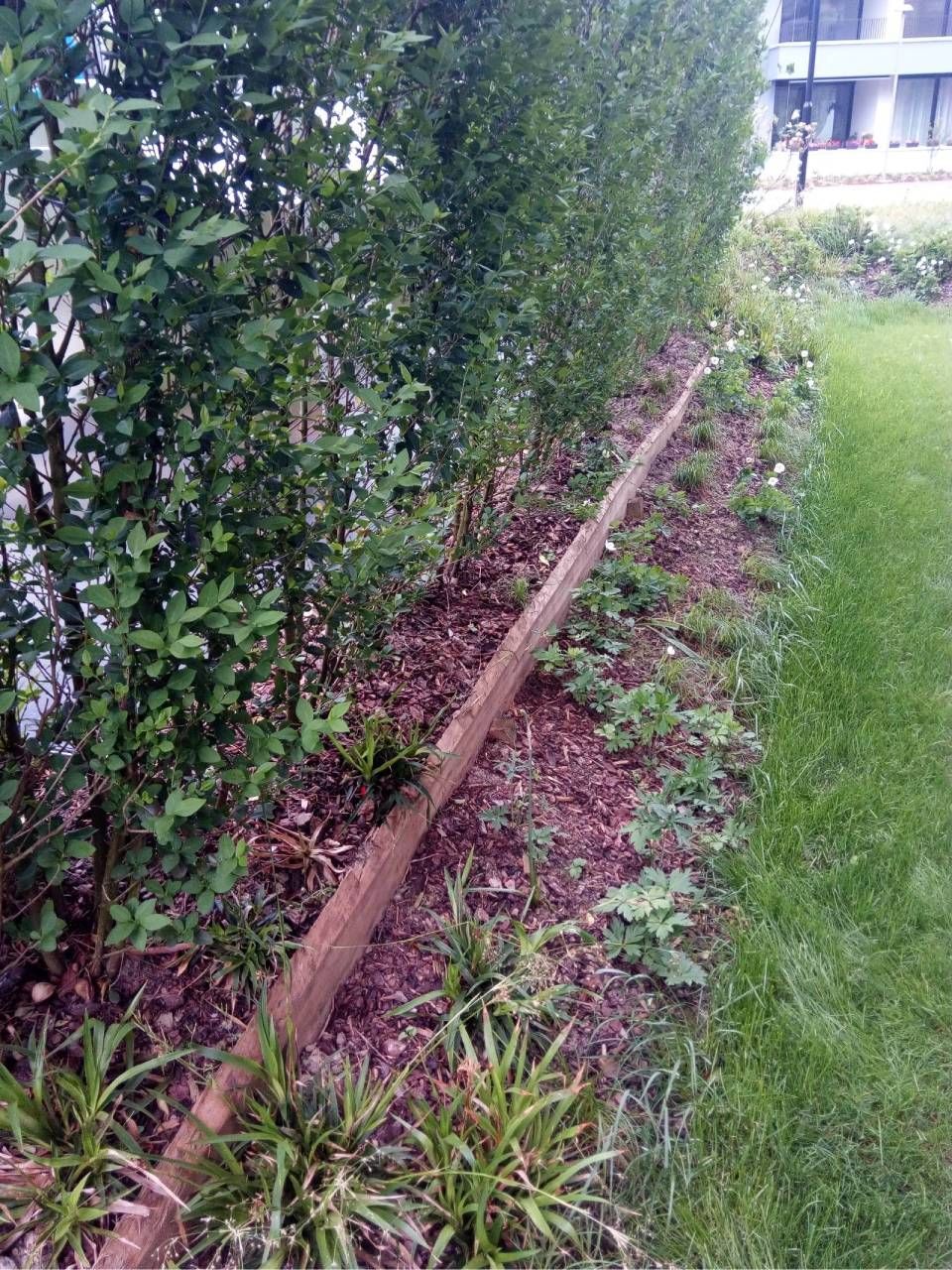 Gartenrand mit Holzeinfassung neben Sträuchern, Mulch und grünem Rasen