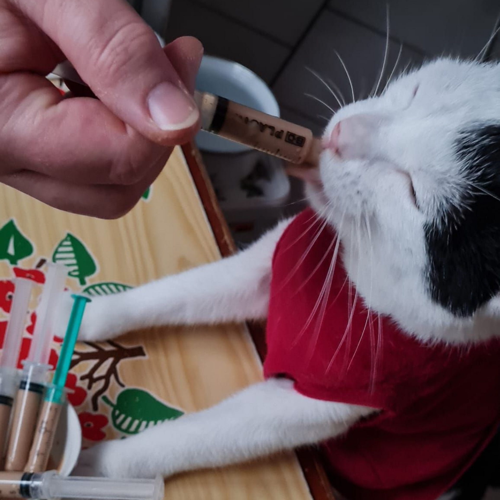 Eine Katze im roten Hemd wird von einer Person mit einer Spritze gefüttert; Spritzen und Futter liegen in der Nähe.