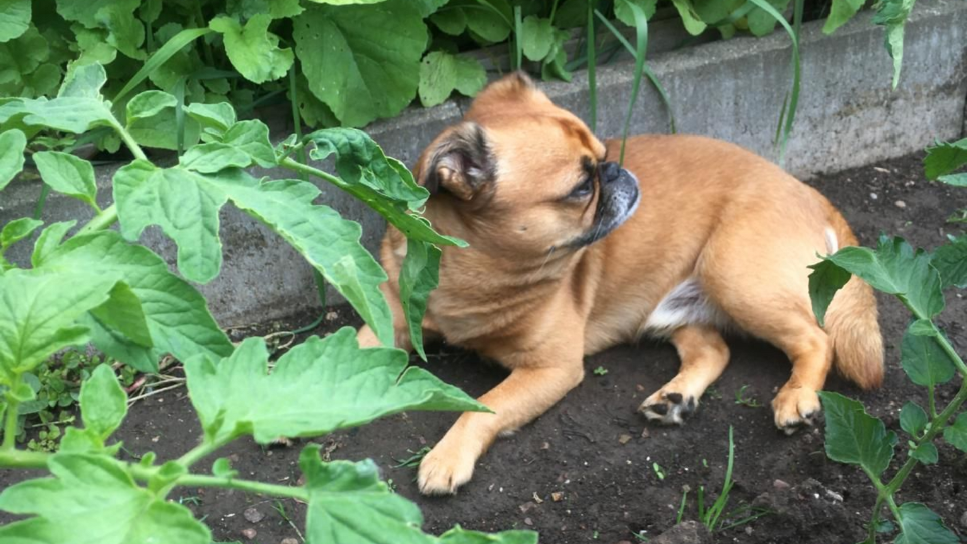 Ein brauner Hund ruht in einem Garten, umgeben von grünen Tomatenpflanzen, und schaut zur Seite.