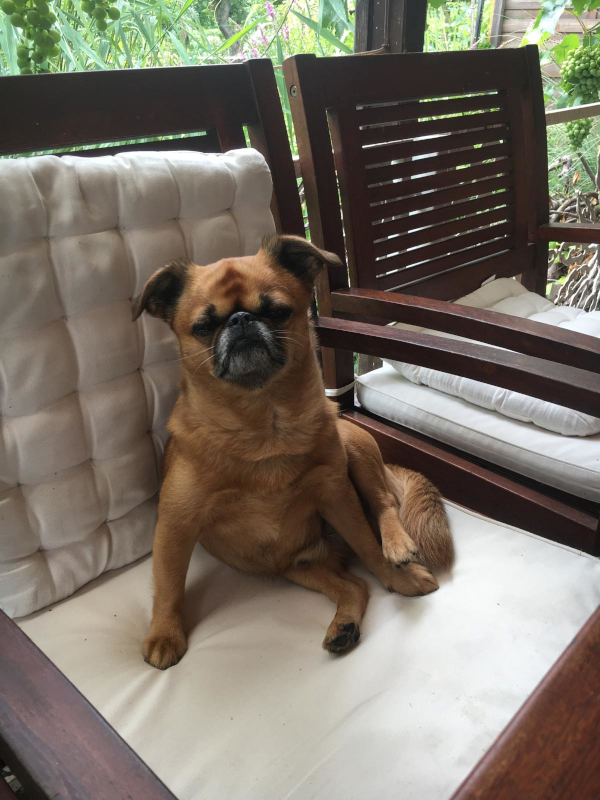 Ein brauner Hund sitzt auf einem weißen Kissen in einem Holzstuhl und hebt eine Pfote.