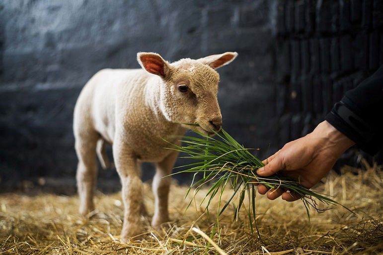 Ein Lamm frisst in einer Scheune mit Heu Gras, das von einer Person in der Hand gehalten wird.
