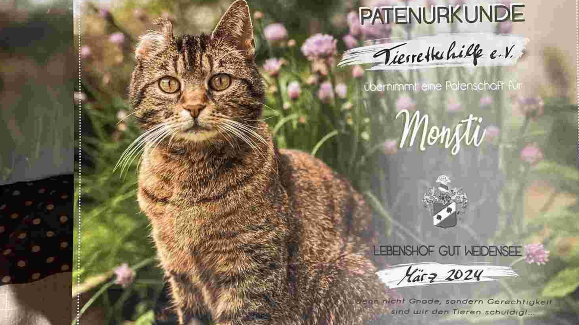 Urkunde für „Monsti“, eine getigerte Katze, mit Text und floralem Hintergrund.