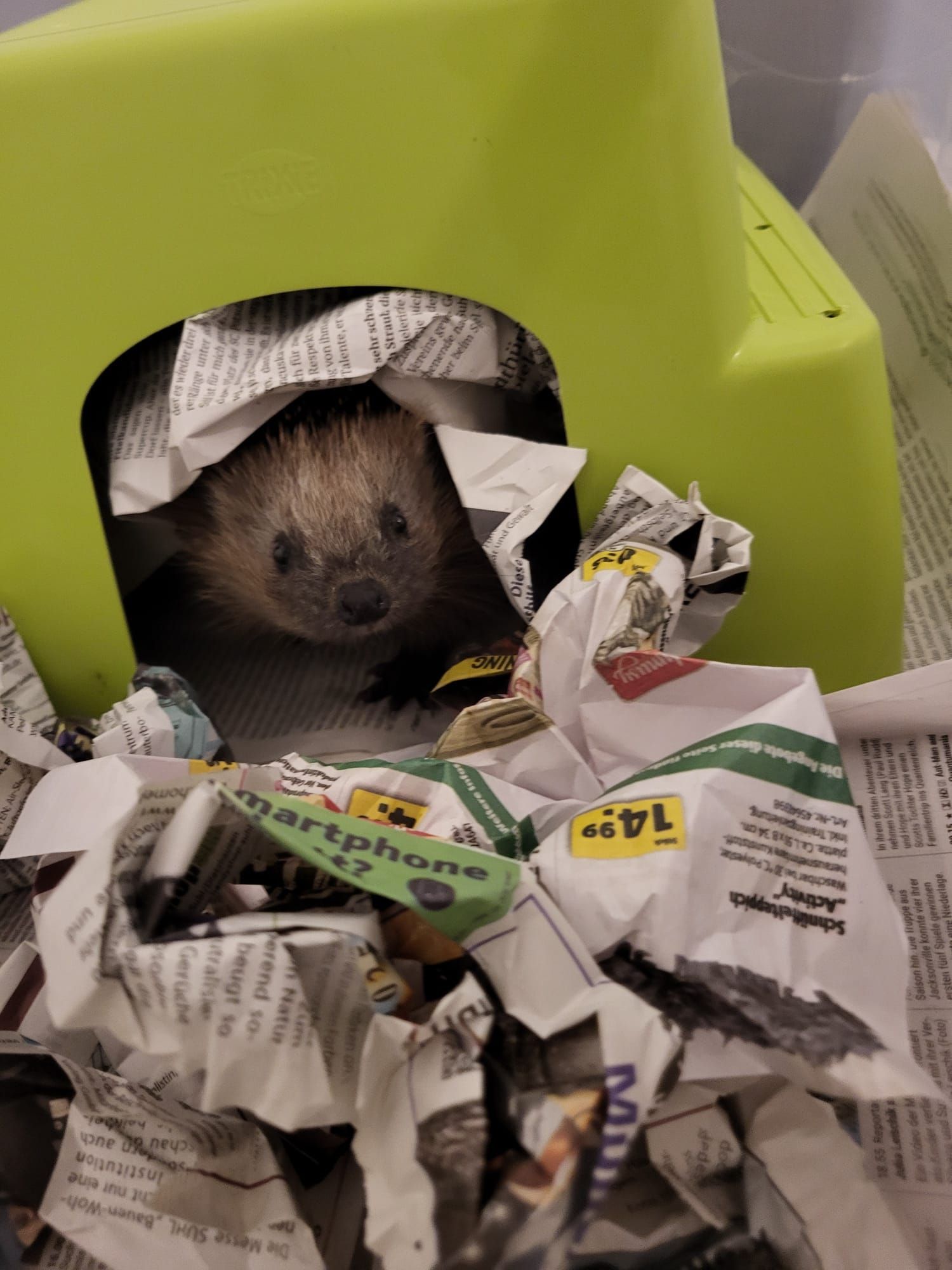 Ein Igel lugt aus einem Gewächshaus hervor, das in zerrissenen Zeitungen liegt.