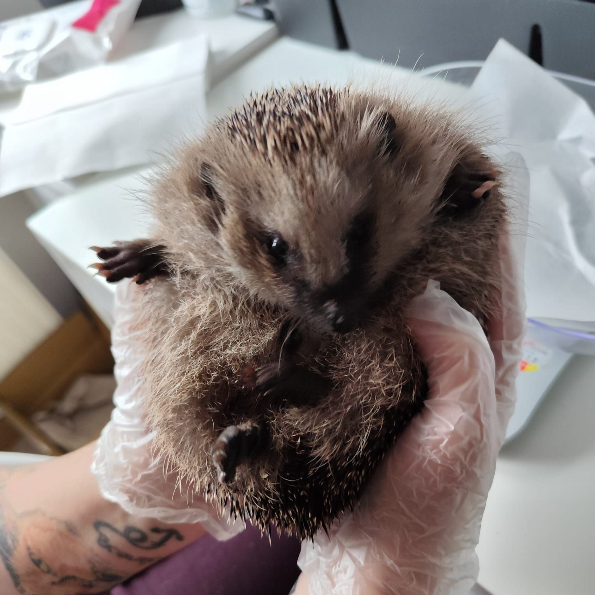 Igel in behandschuhten Händen. Braune und hellbraune Stacheln, dunkle Augen. Innenbereich, helles Licht.