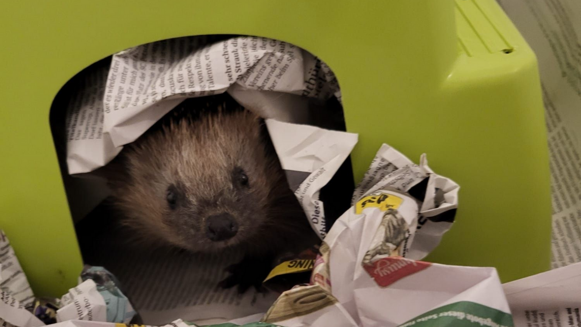 Ein Igel lugt aus einem grünen Unterschlupf hervor, der mit zerrissenen Zeitungen gefüllt ist.