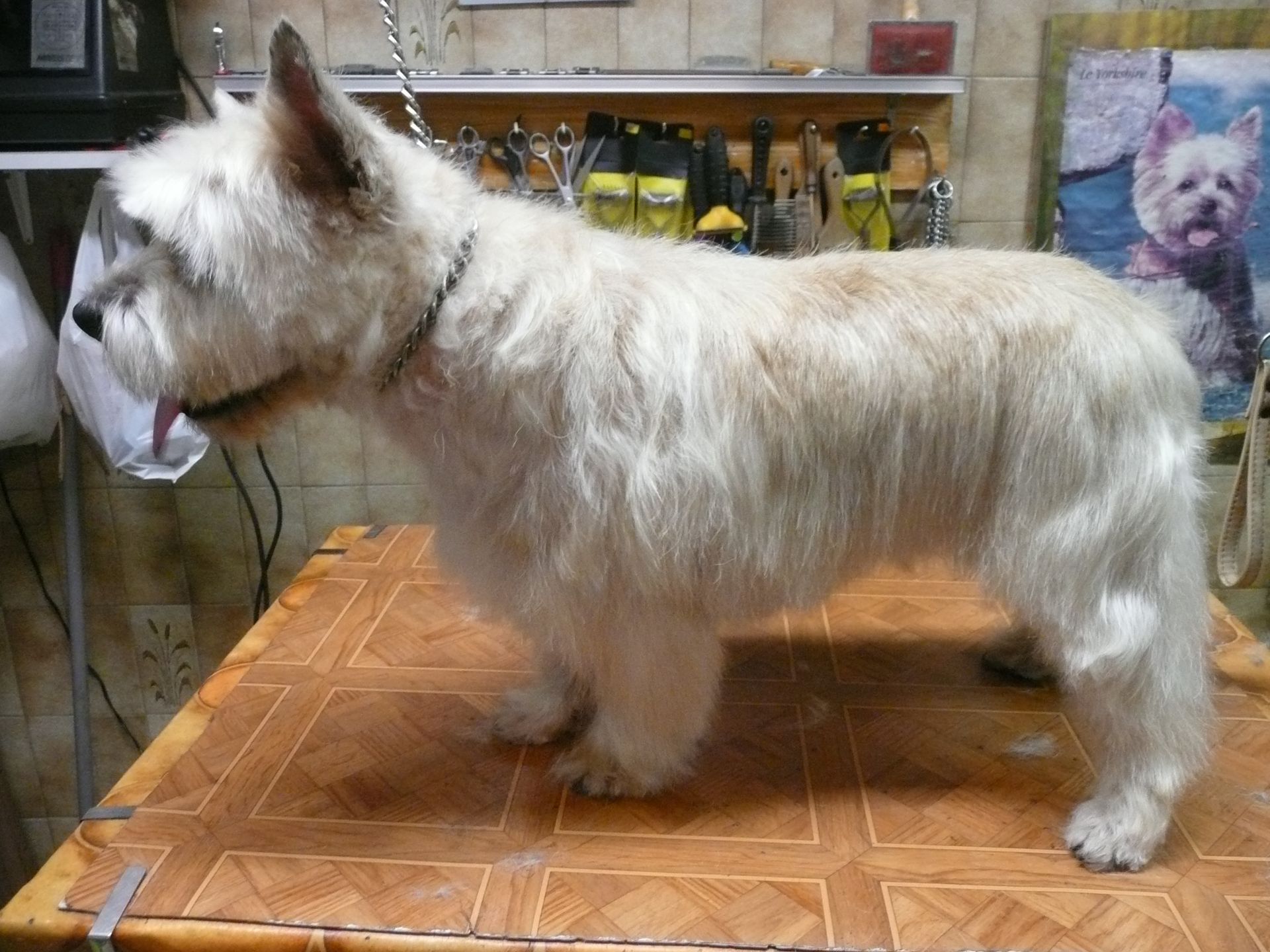 Cairn terrier épilation