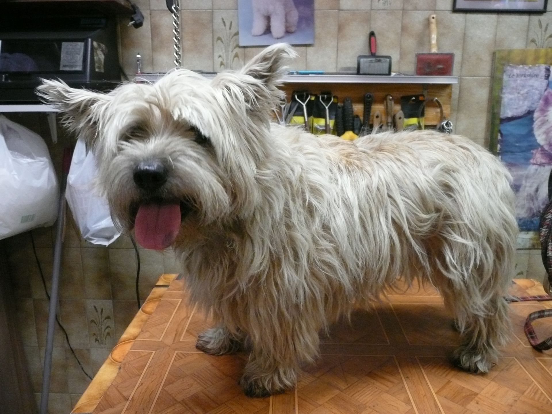 Cairn terrier