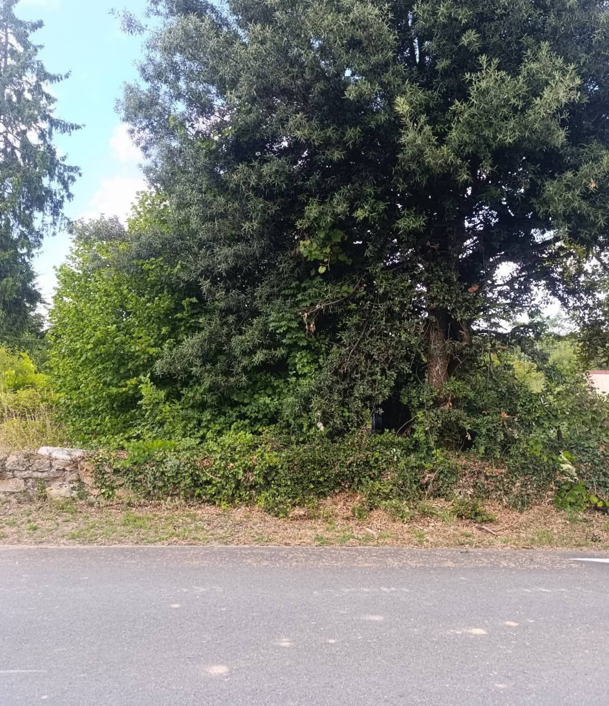Arbre et arbustes le long d'une route, avec un ciel bleu visible en arrière-plan.