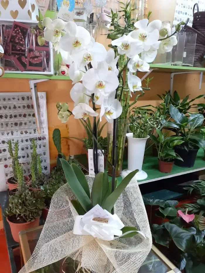 Un jarrón lleno de flores blancas se encuentra sobre una mesa rodeado de plantas en macetas.