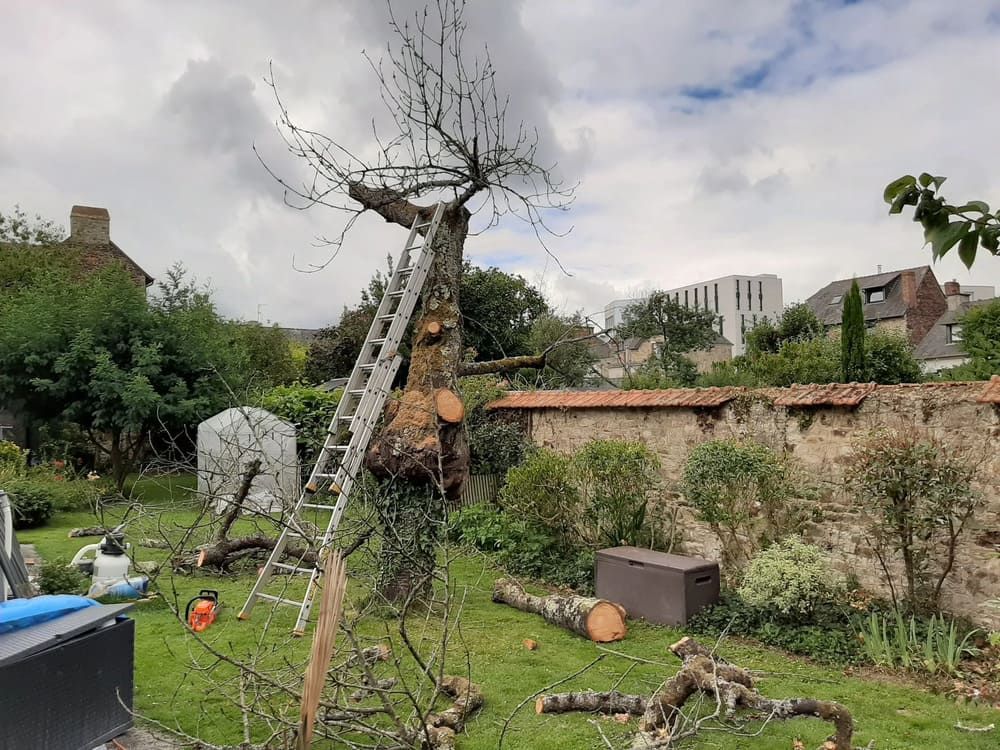 Élagage d'un grand arbre