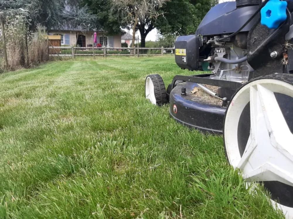 Tonte de pelouse en cours