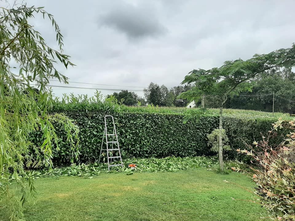 Taille de laurier palme