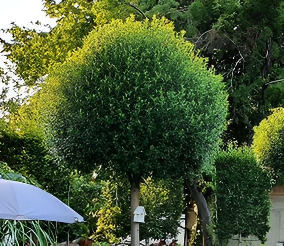 Arbre taillé en forme de rond