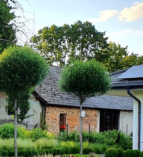 Arbustes et buissons taillés