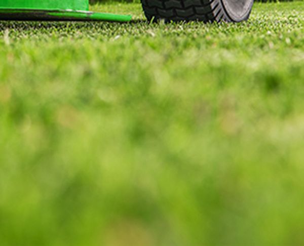 Pelouse tondue