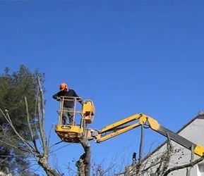 Élageur dans une nacelle