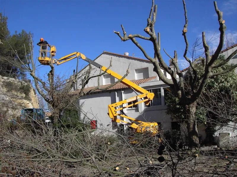 Élagage de deux arbres à l'aide d'une nacelle