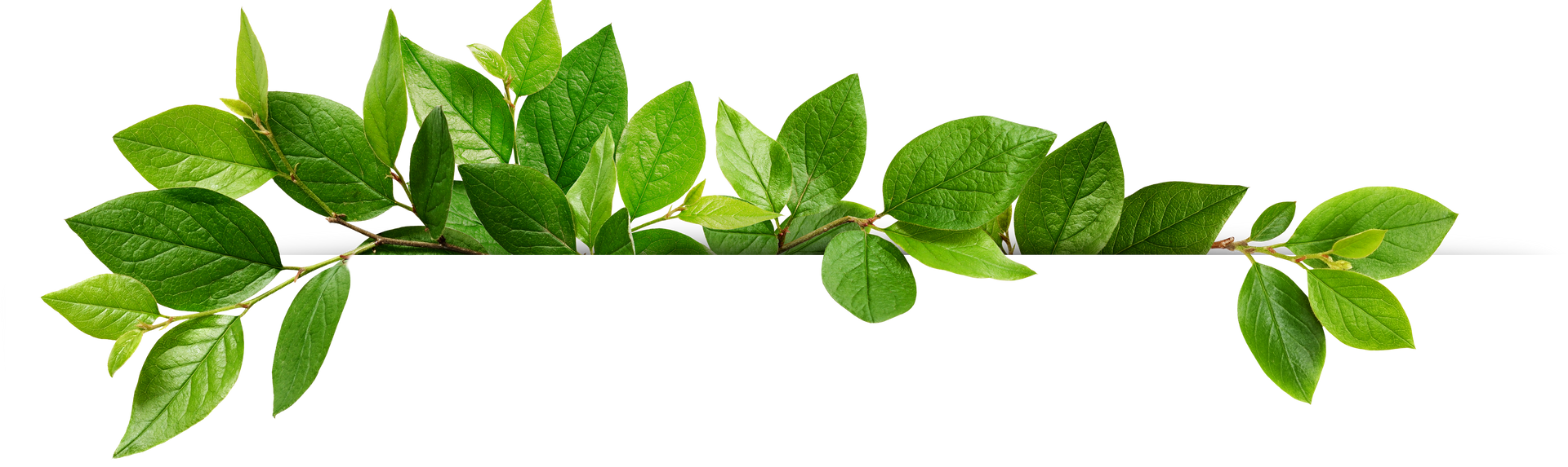 Branche de feuilles 3D