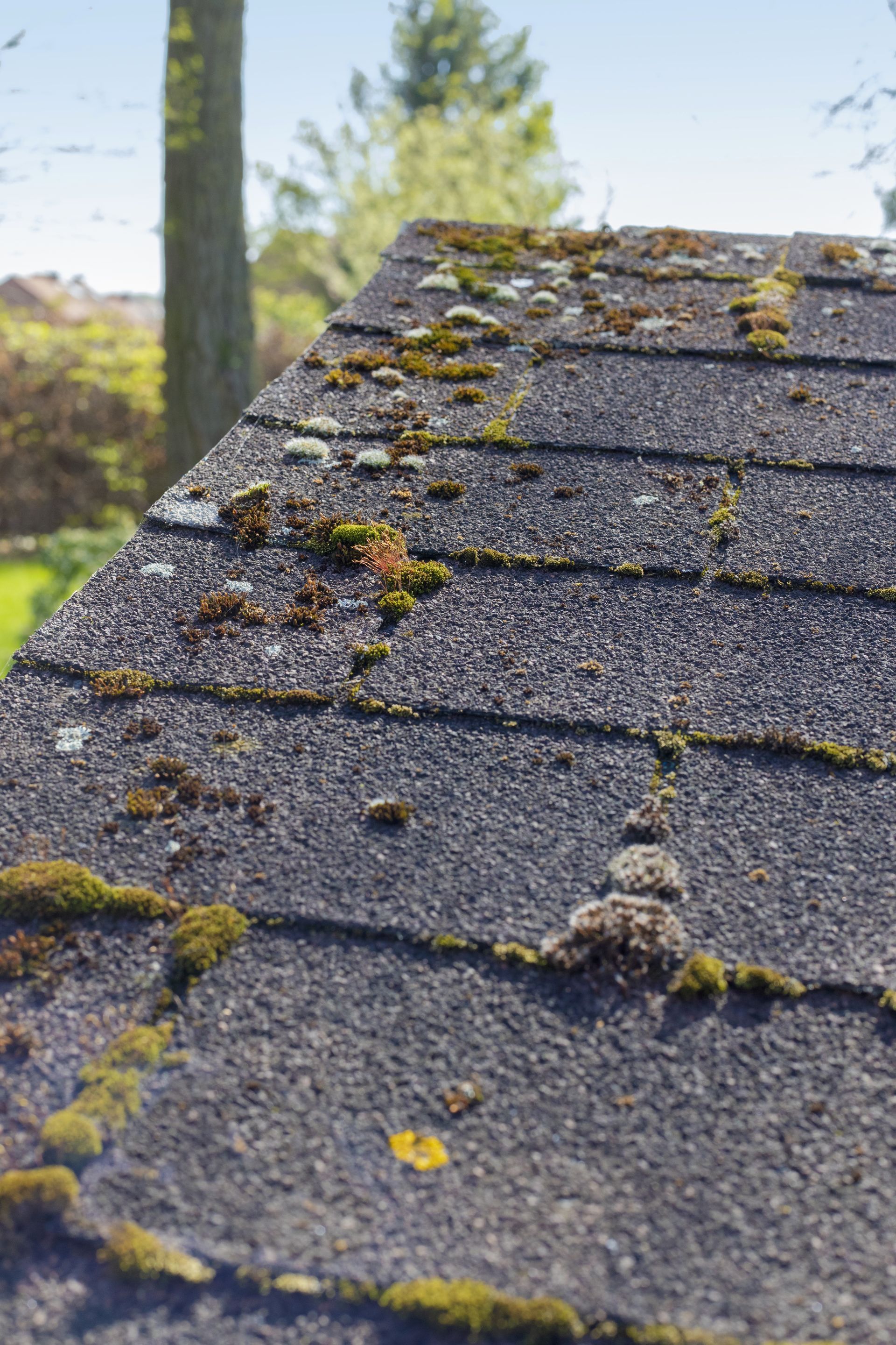 Mousses sur toiture