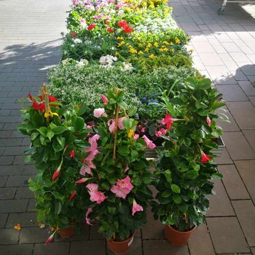 Bunte fruhlingsblumen