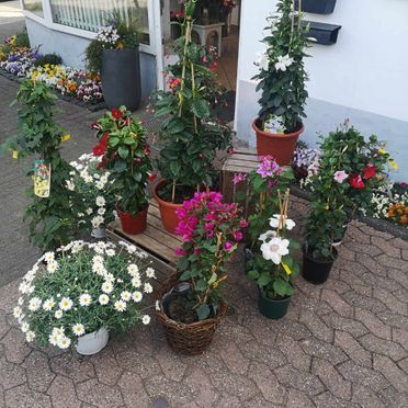 stauden und margariten