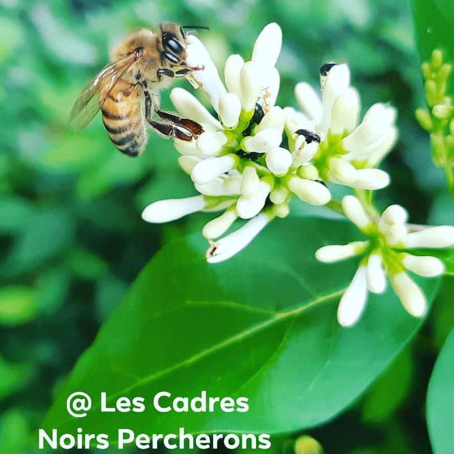 Abeille butinant une fleur