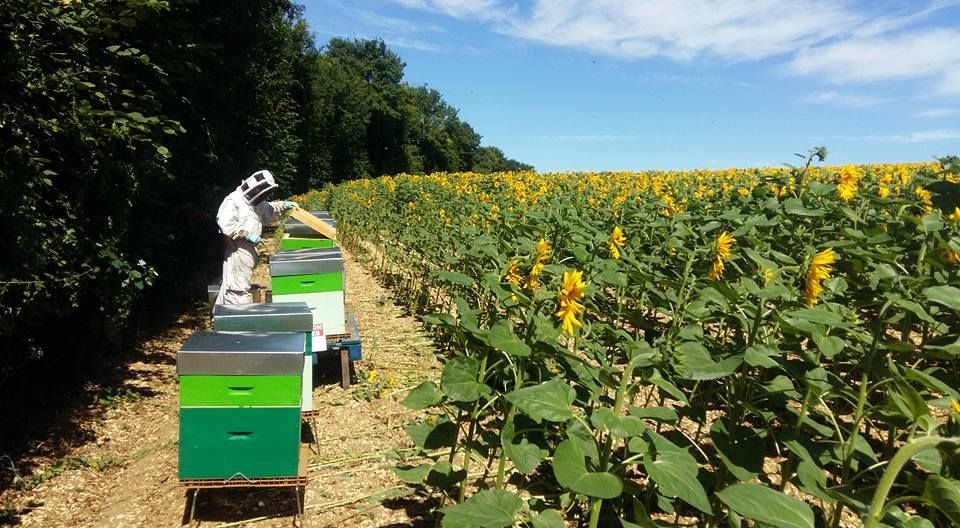 Ruches près d'un champ de tournesol