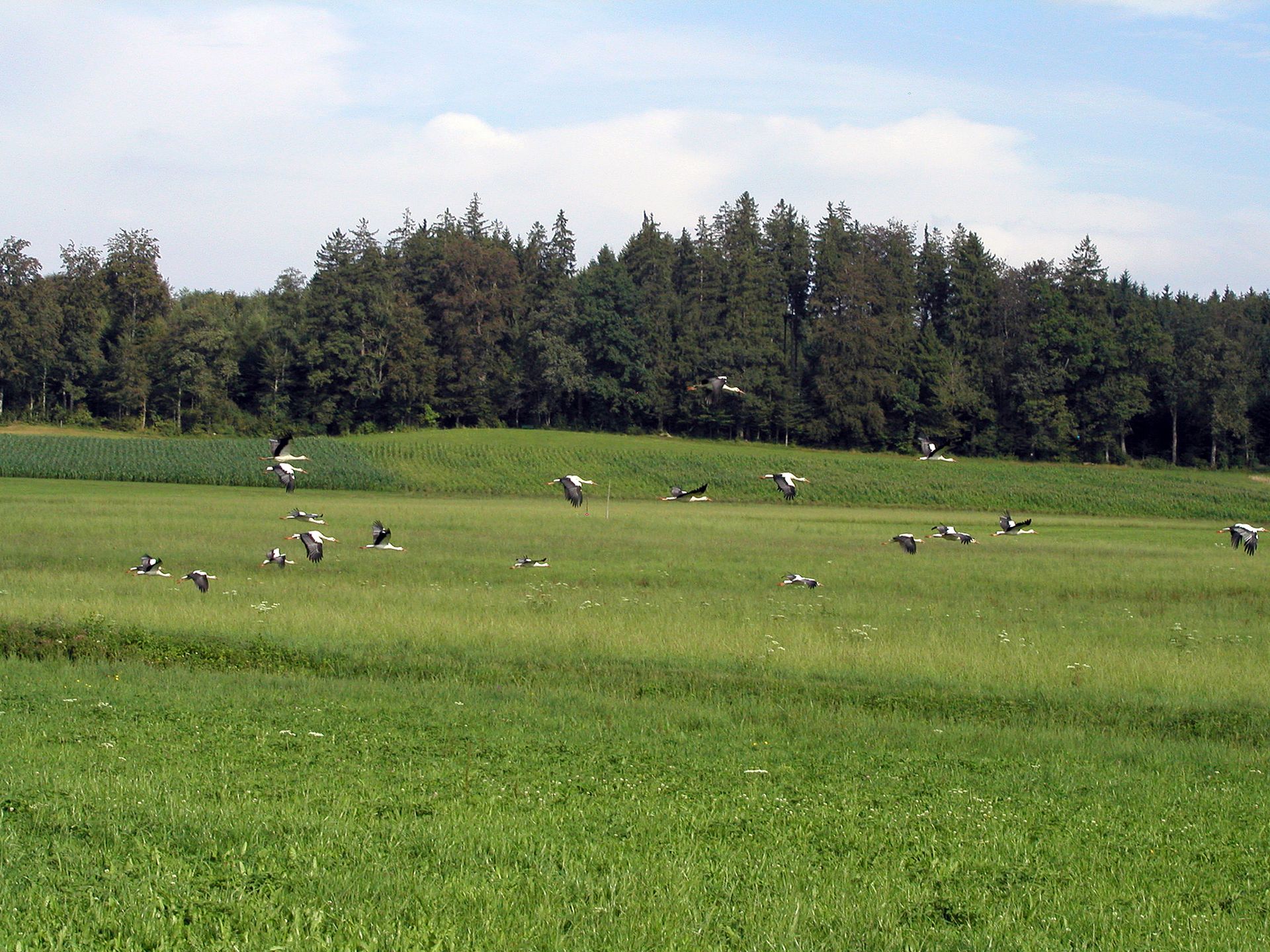 Windpark Lindenberg UVB Vögel ist nicht wahrheitsgetreu - der Bereich Müswangen Kanton Lzern wird ausgeblendet