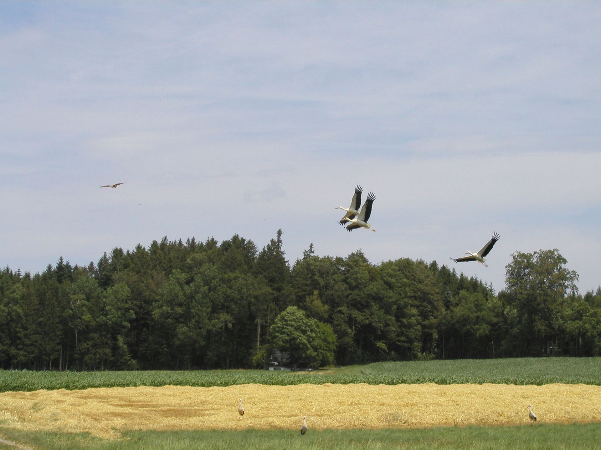 Windpark Lindenberg UVB Vögel ist nicht wahrheitsgetreu - der Bereich Müswangen Kanton Lzern wird ausgeblendet