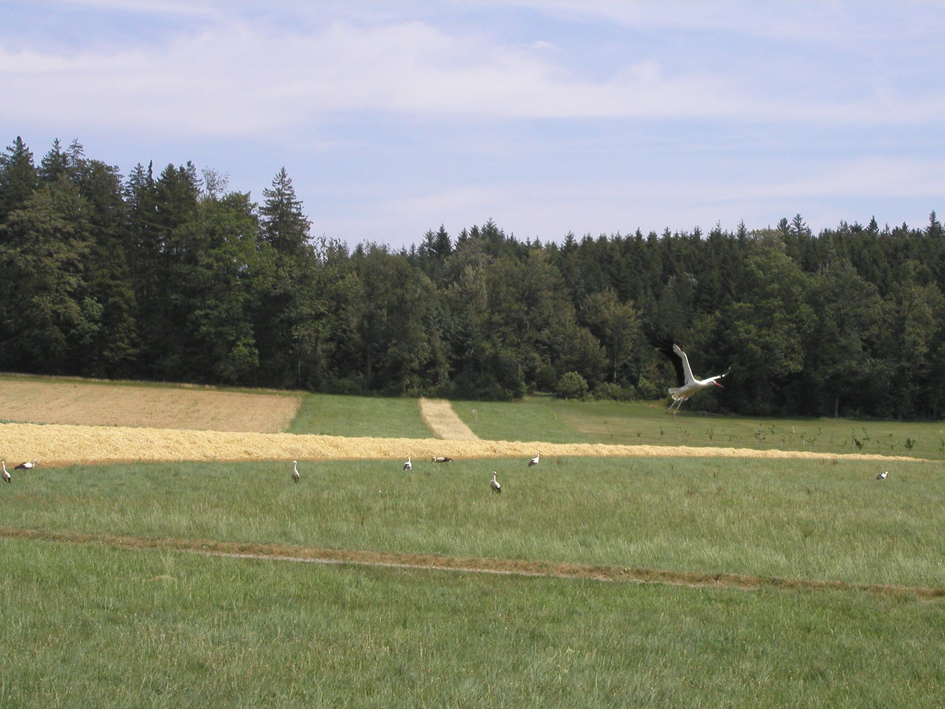 Windpark Lindenberg UVB Vögel ist nicht wahrheitsgetreu - der Bereich Müswangen Kanton Lzern wird ausgeblendet