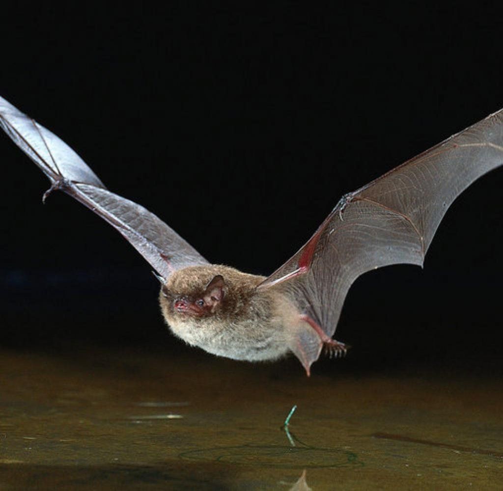 FLEDERMÄUSE SIND GEFÄHRDET