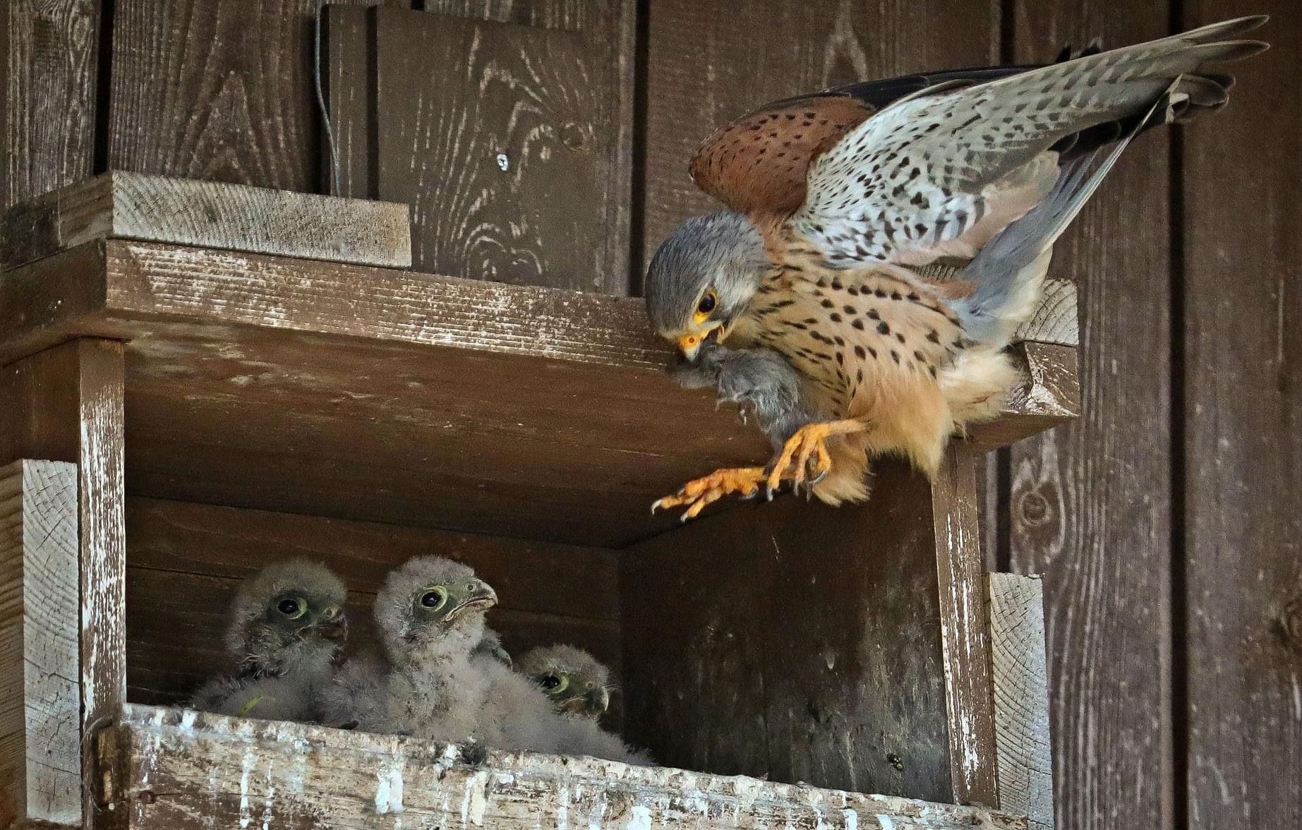 Turmfalken bei der Fütterung