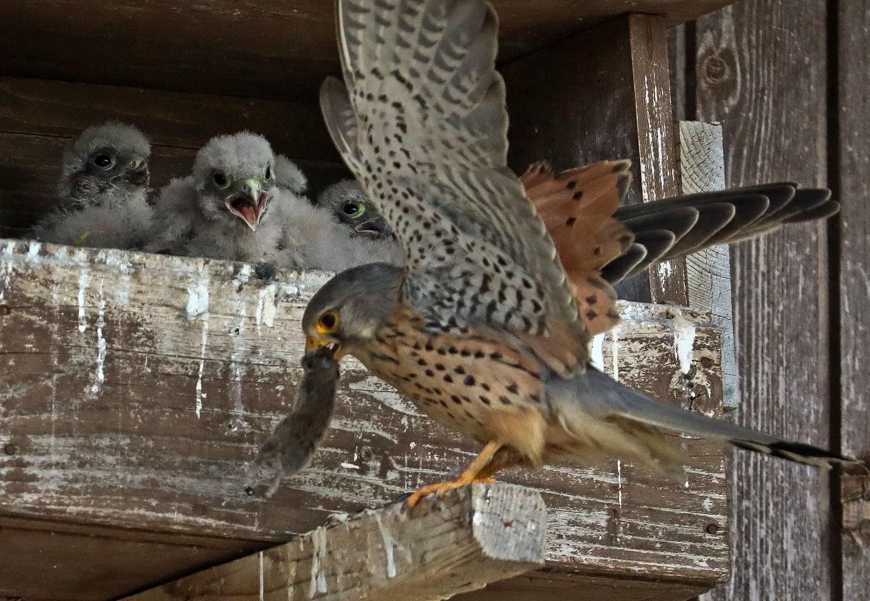 Turmfalken bei der Fütterung