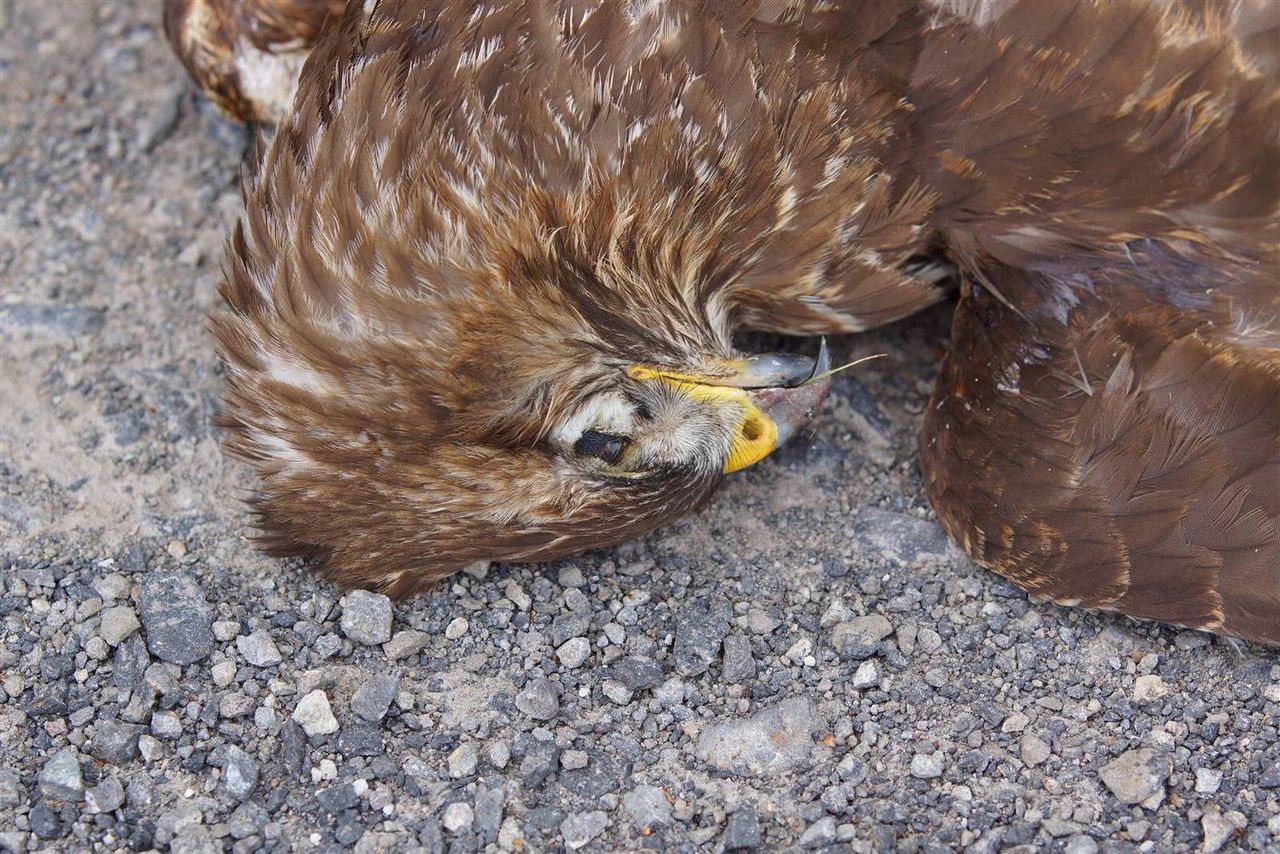 Rotmilan durch Windrad erschlagen