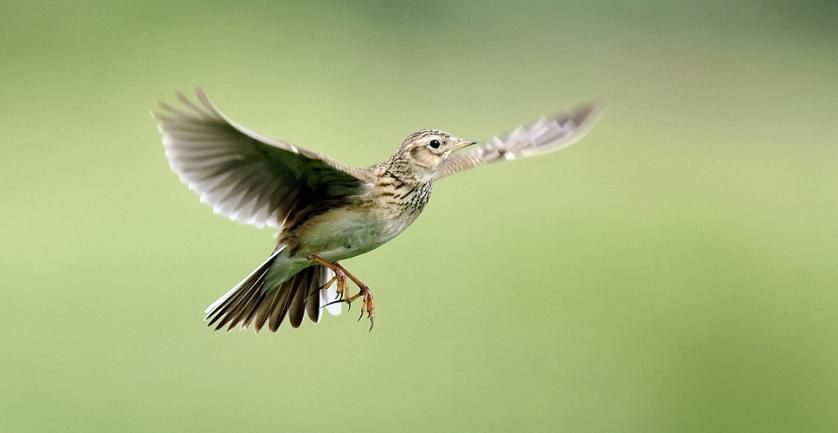 Feldlerchen auf der Luzernerseite Windpark Lindenberg - wir haben hier ca 20 Brutpaare 