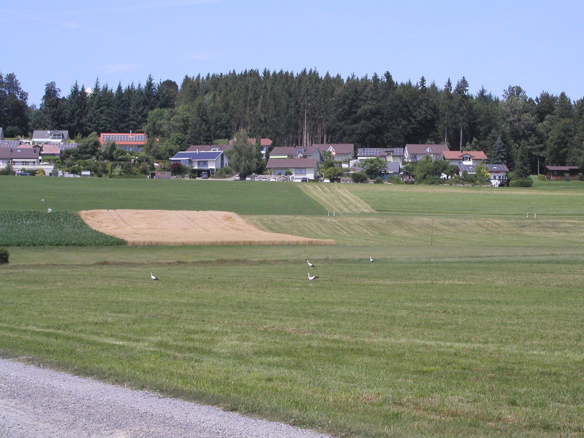 Windpark Lindenberg UVB Vögel ist nicht wahrheitsgetreu - der Bereich Müswangen Kanton Lzern wird ausgeblendet