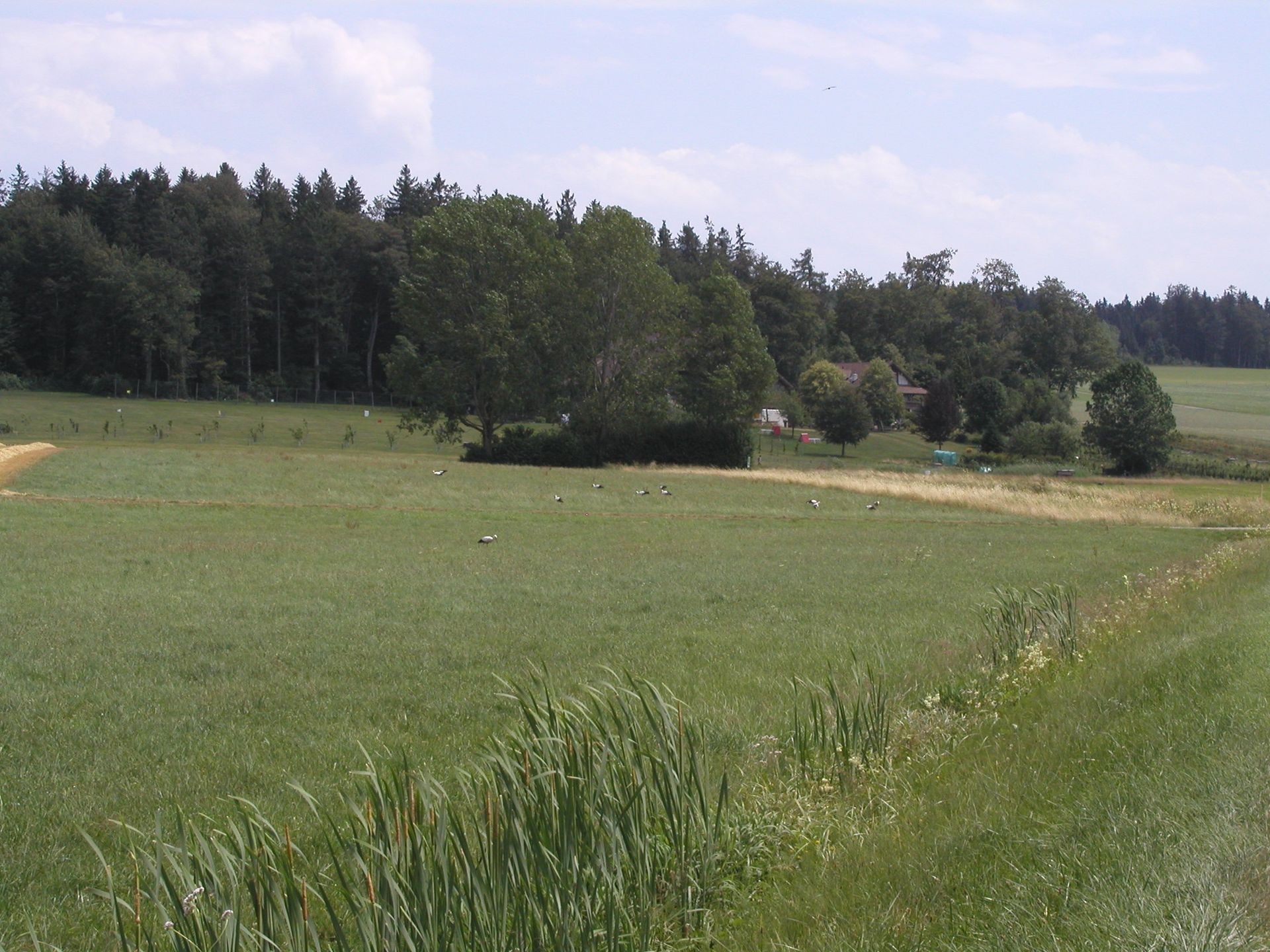 Windpark Lindenberg UVB Vögel ist nicht wahrheitsgetreu - der Bereich Müswangen Kanton Lzern wird ausgeblendet