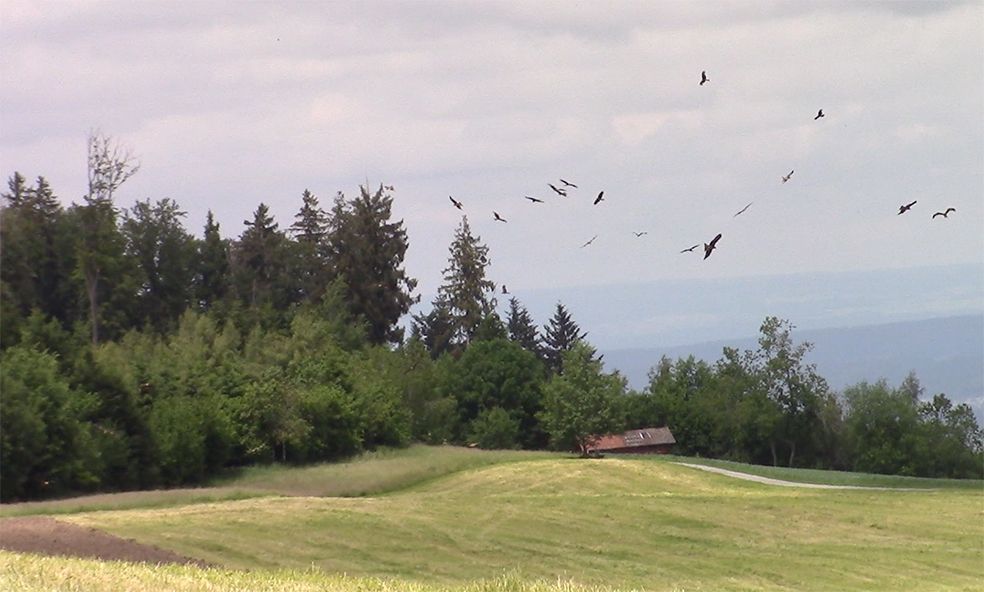 Im Grod Gemeinde Beinwil i. Freiamt soll in unmittelbarer Nähe dieses Bilds die WEA 1 erstellt werden
