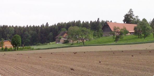 Im Grod Gemeinde Beinwil i. Freiamt soll in unmittelbarer Nähe dieses Bilds die WEA 1 erstellt werden
