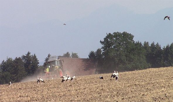 Im Grod Gemeinde Beinwil i. Freiamt soll in unmittelbarer Nähe dieses Bilds die WEA 1 erstellt werden