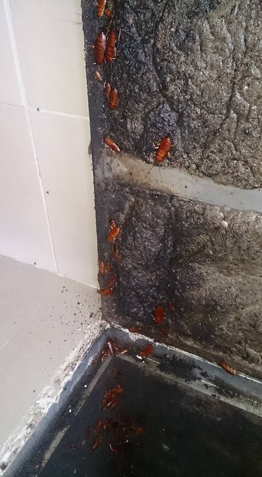 Un grupo grande de cucarachas trepando por una pared oscura y texturizada cerca de una esquina y un desagüe.