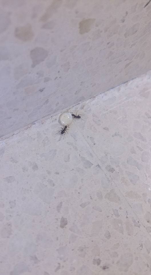 Una hormiga se arrastra por un suelo de baldosas claras y moteadas mientras lleva un objeto pequeño, redondo y blanco.