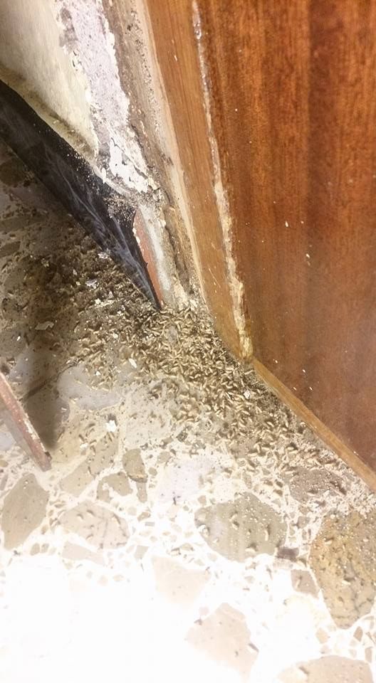 Aserrín y restos de madera esparcidos sobre un piso de baldosas en la base del marco de una puerta de madera, lo que indica un posible daño causado por plagas.