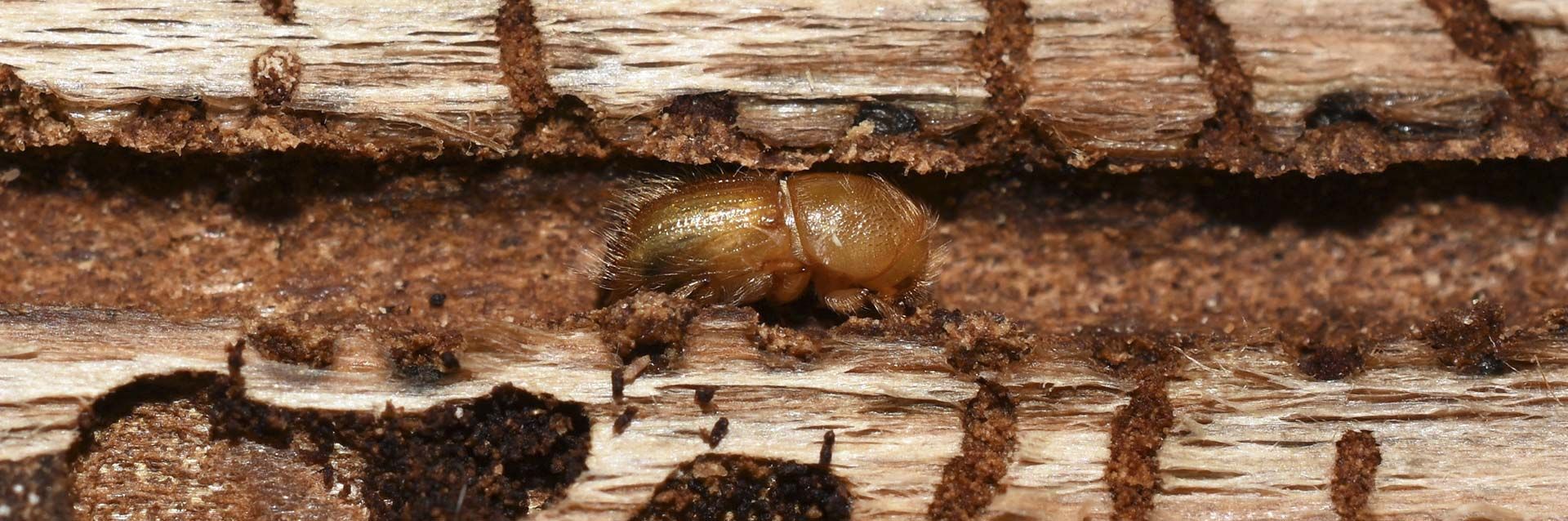Un pequeño escarabajo de color marrón dorado descansa en un canal tallado en madera desgastada y texturizada.