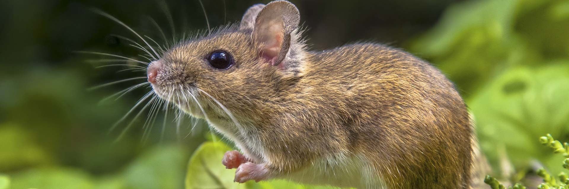 Un pequeño ratón ciervo marrón, con orejas grandes y bigotes largos, posado alerta en un entorno verde y frondoso.