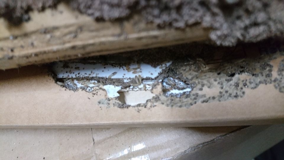 Una vista de cerca de cartón que muestra signos de daño por termitas, incluidos pequeños agujeros y rastros de escombros.