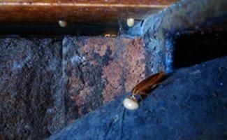 Una cucaracha marrón se encuentra sobre una superficie oscura y texturizada cerca de varias gotas pequeñas, pálidas y redondas de gel cebo.