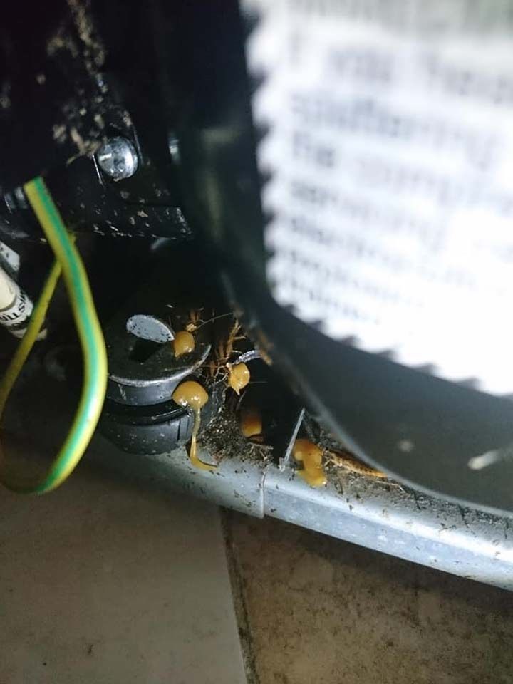 Pequeños hongos amarillentos que crecen a partir de escombros cerca de una base de metal y un cable eléctrico dentro de un electrodoméstico.