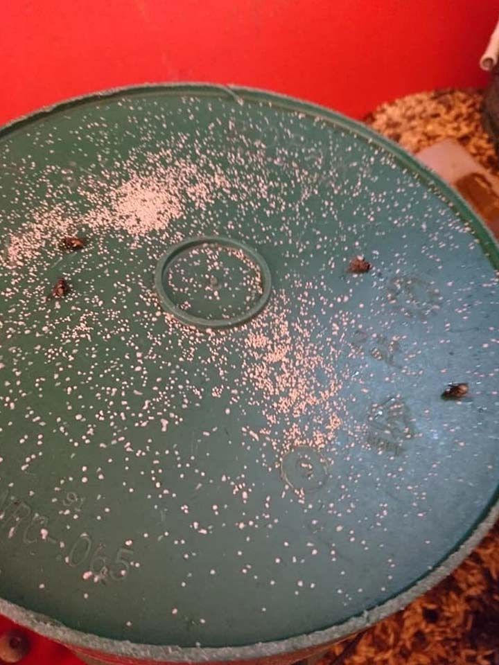 Una superficie circular verde cubierta de pequeños restos blancos y varios escarabajos pequeños de color oscuro.