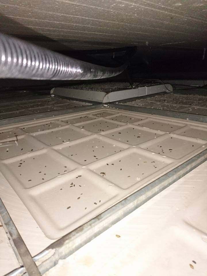 Un primer plano de una rejilla de techo suspendido con paneles cuadrados de colores claros cubiertos de pequeños excrementos oscuros, probablemente de plagas.